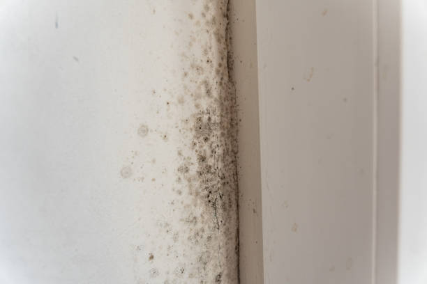 Reliable Iola, WI Mold Removal Solutions